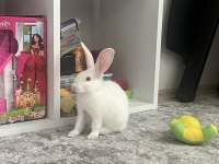 Ücretsiz tavşanlar