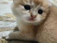 Şampiyon Kan Hattın Ny11 Ve Ny12 Golden British Çocukları