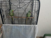 Erkek Dişi Alexander Papağanı