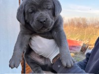 Dev Cane Corso Yavruları