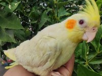 El Besleme Sultan Papağanı Yavruları