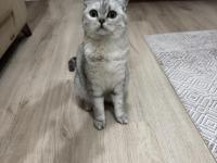 Hürrem Dişi 11 Aylık British Shorthair