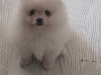 Pomeranian Boo Ayı Surat Yavrular