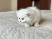 Beyaz Zarafet Silver British Shorthair
