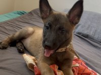 2 Aylık Safkan Dişi Belçika Kurdu Yavrumuz