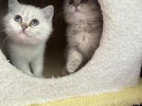 British Bebiş Kediler