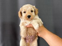 Yavru Maltipoo Köpeği