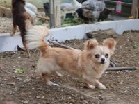 Longhair genç dişi köpeğimiz