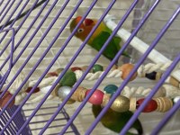 Satılık Sağlıklı Cennet Papağanı Çifti