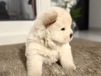Mükemmel chow chow (çin aslanı) yavrularımız
