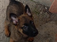 A Kalite Full Maske Kalite Belçika Malinois