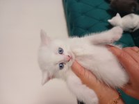 Orjinal British Yavrularımız