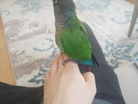 Yeme Düşmüş Yeşil Yanaklı Konur Papağanı