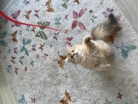 Safkan British Longhair Yavrularımı Sahiplendiriyorum