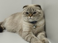 Dişi scottish fold kedim blue point