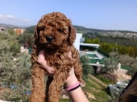 İzmir Toy Poodle Yavrular