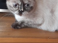 Pamuk British Kızımız