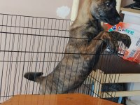 Dişi belçika kurdu (malinois) yavrumuz