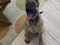 5 Aylık Safkan Yakışıklı Mı Yakışıklı Erkek Belçika Kurdu