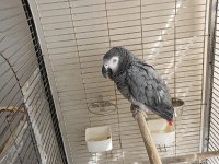 Eğitimli jako papağanı