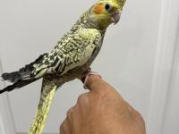 Sultan papağanı sahiplendirilir