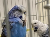 Çift jumbo-teksas muhabbet kuşu