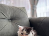 Exotic Longhair Yavrularımız Rezerveye Açıktır.