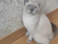 British shorthair blue point