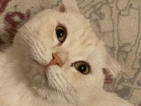 Scottish Fold Oğluma Yuva Arıyorum