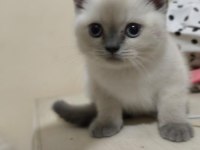 Muhteşem blue point british shorthair yavrusu 2 aylık ve tuvalet eğitimli