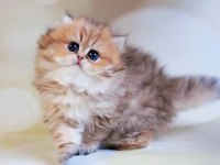 Dikkat Çekici Black Golden British Longhair