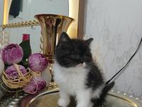 British Shorthair Silver Chocalate Ve Bicolor