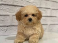 Maltipoo köpeği yavruları