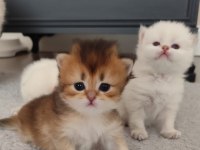 Mükemmel Full Şecereli British Longhair Bebekler