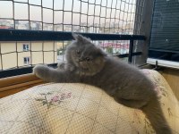 British longhair kedilerimiz 2 tane