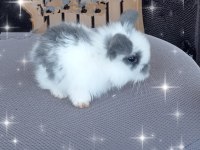 Orjinal Lop Irkı Tavşan