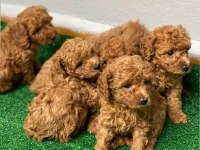 Red brown toy poodle yavruları
