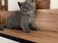 Orjinal ırkta safkan british shorthair