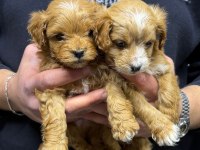 Tüy Dökmeyen Maltipoo Yavrular