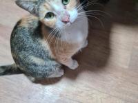 Bu tatlı dişi kedimize acil yuva arıyoruz