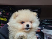 Üst Düzey Pomeranian Boo