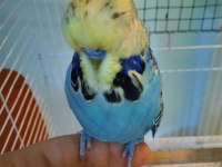 Show Muhabbet Kuşu Açıklamayı Okuyunuz