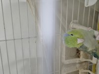 Tek Erkek Forpus Papağanı