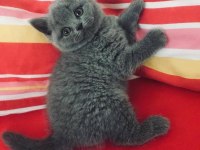 British Shorthair Kedisi
