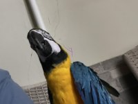 11 Aylık Meraklı Macaw (Acil)
