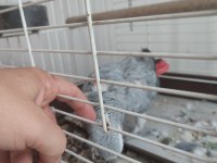 Red Factor Jako Papağanı