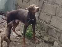 2 yaşlarında dişi kızıl doberman