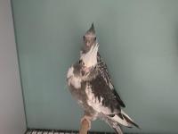 45 Günlük Yeme Yeni Düşen Muhteşem Renk Sultan