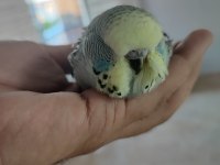 Mutasyon Vasıflı Show Jumbo Yavrular