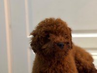 6 Aylık Toy Poodle Köpeği